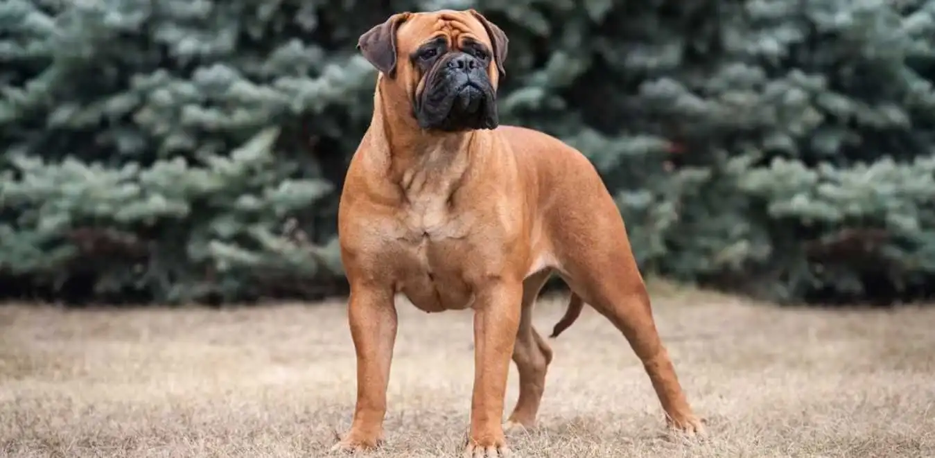 Bullmastiff Bulldog