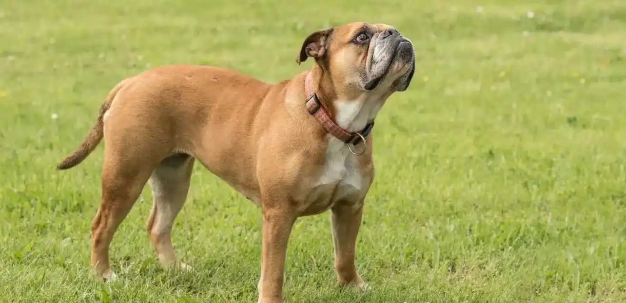 Continental Bulldog