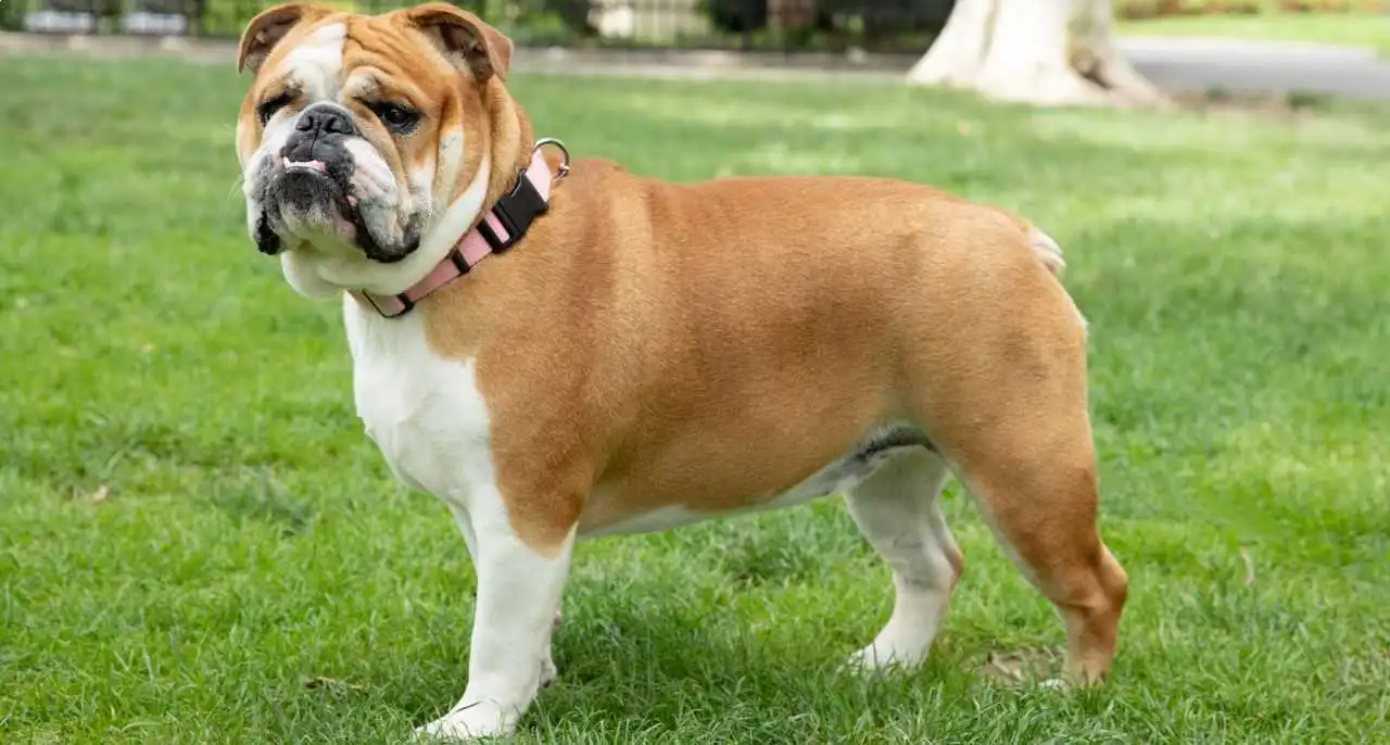 English Bulldog