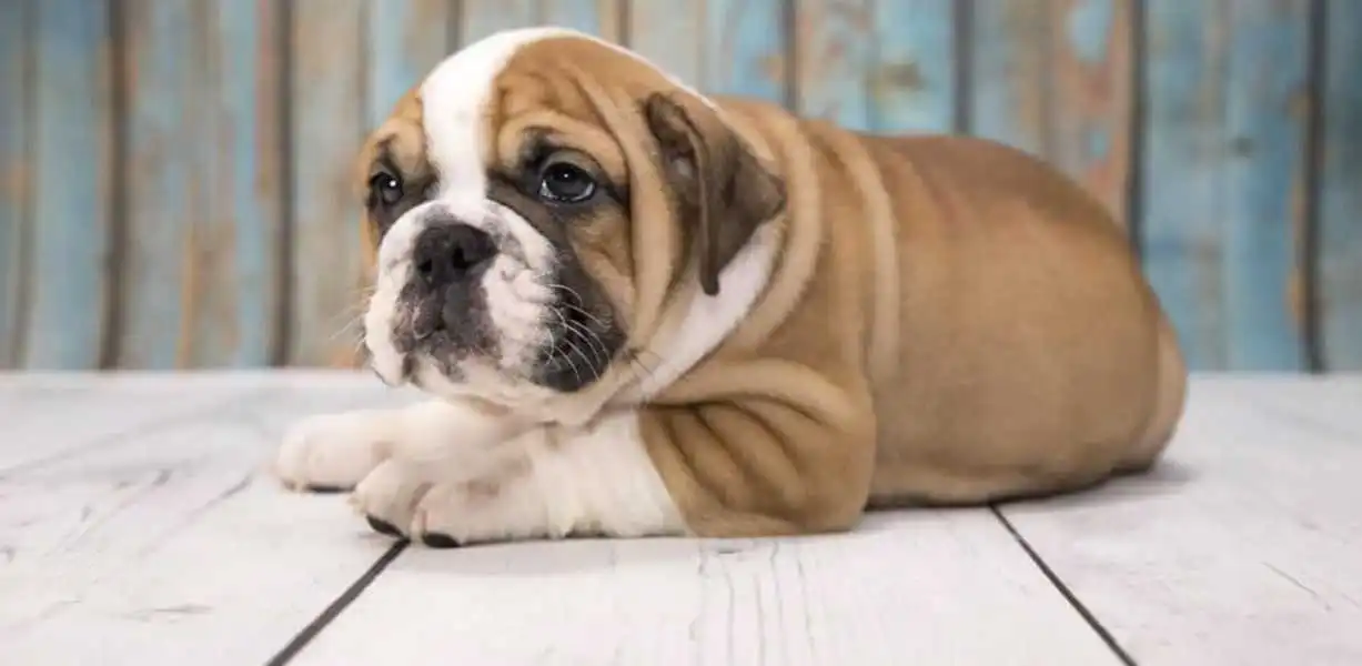 Victorian Bulldog