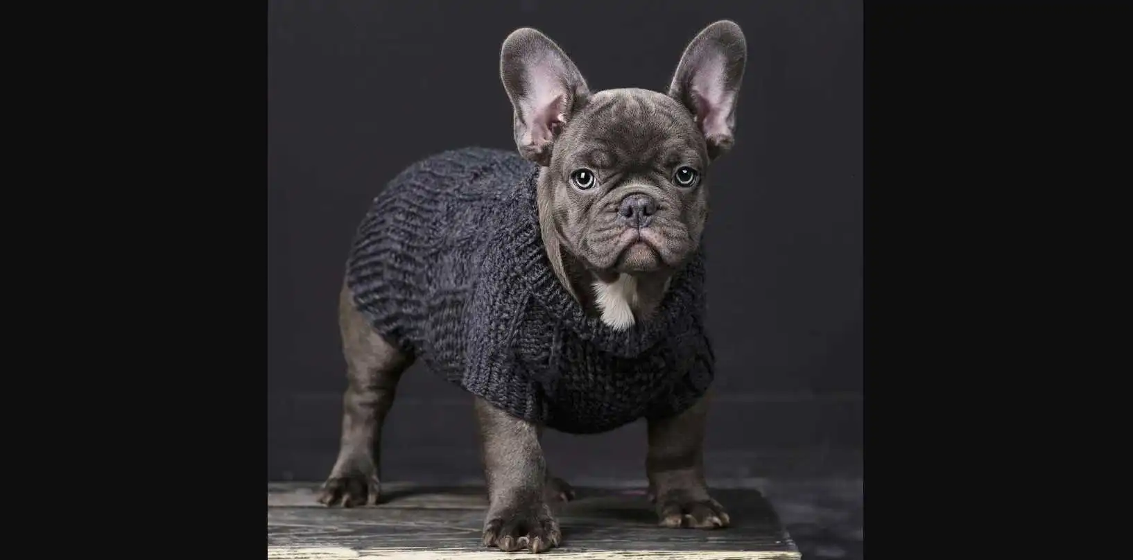 blue fluffy french bulldog