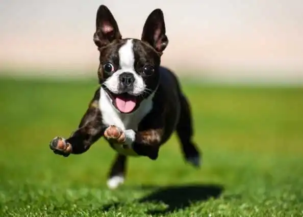 boston terrier image