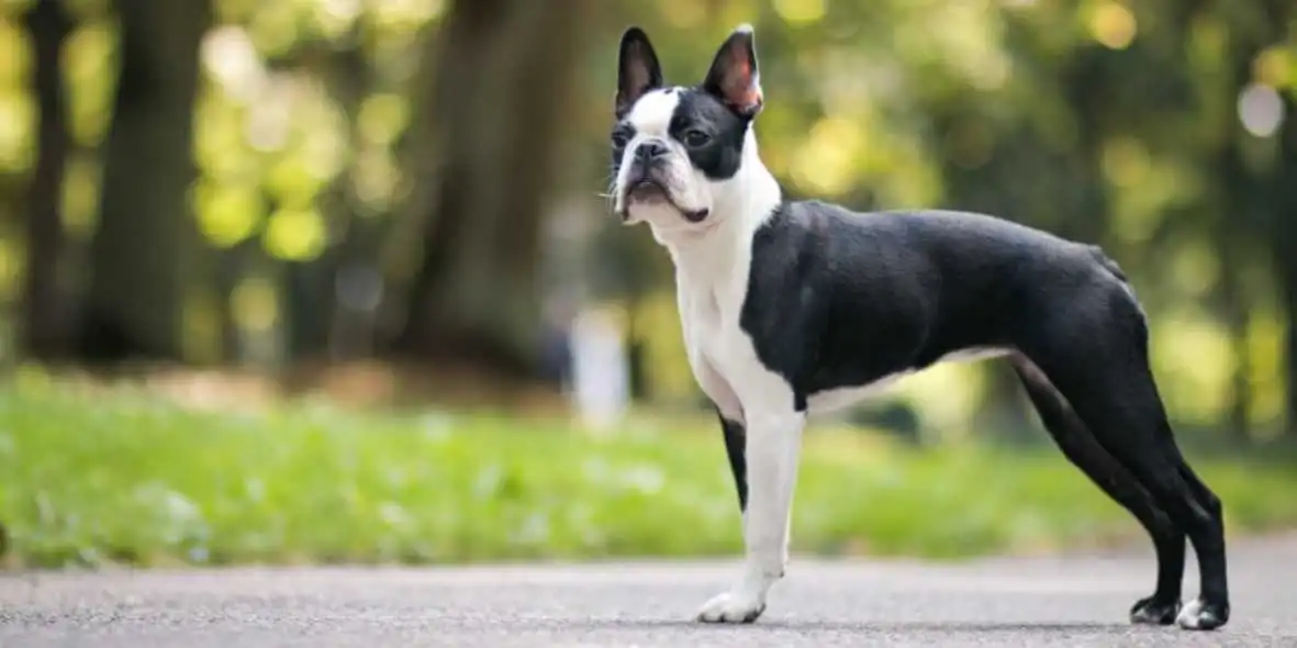 boston terrier