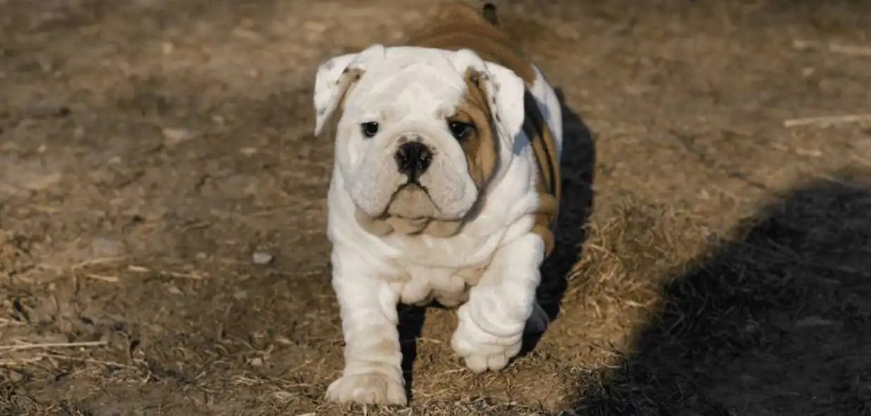 miniature American Bulldog