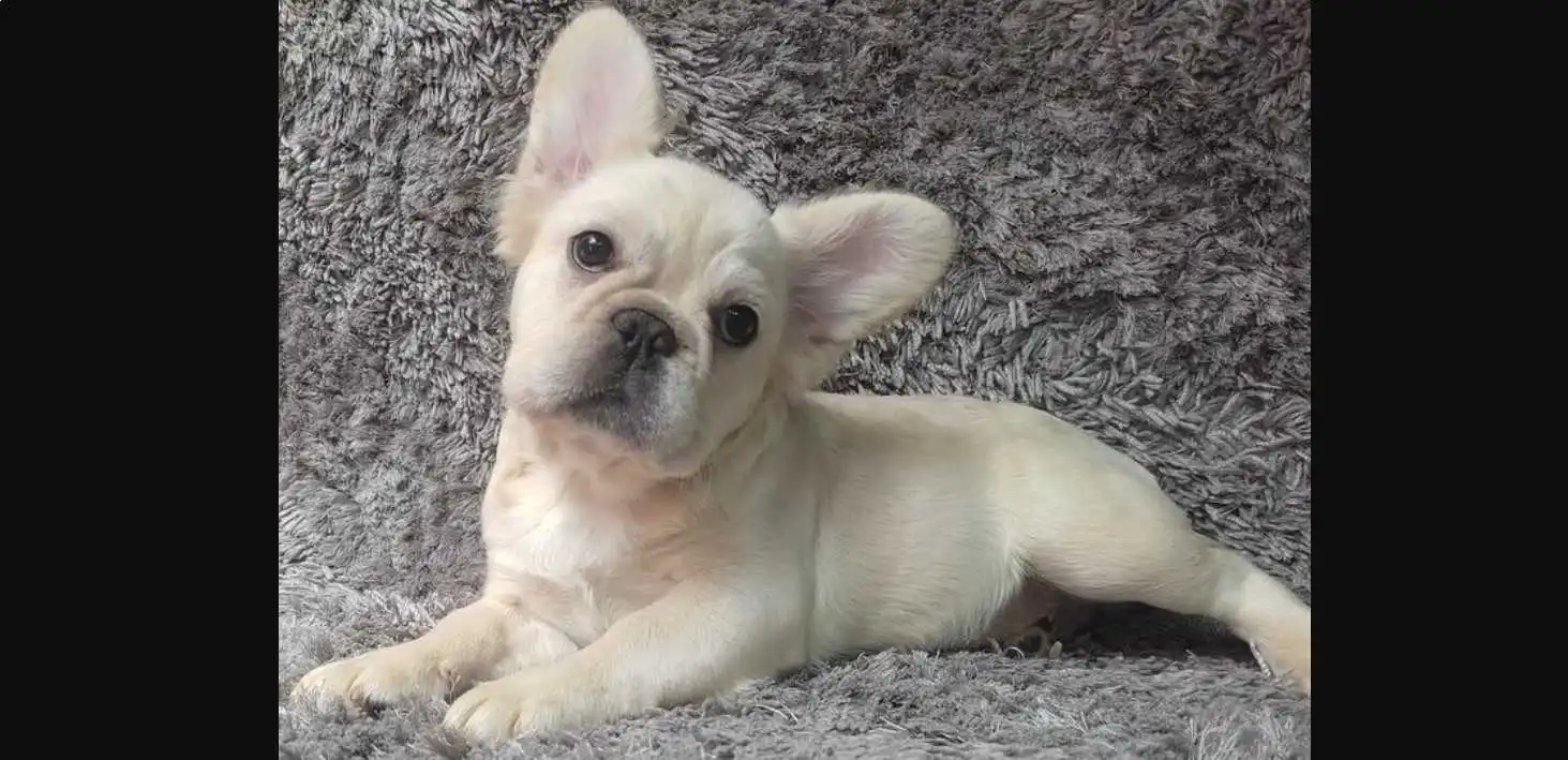 platinum fluffy french bulldog