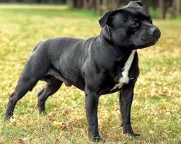 staffordshire bull terrier image