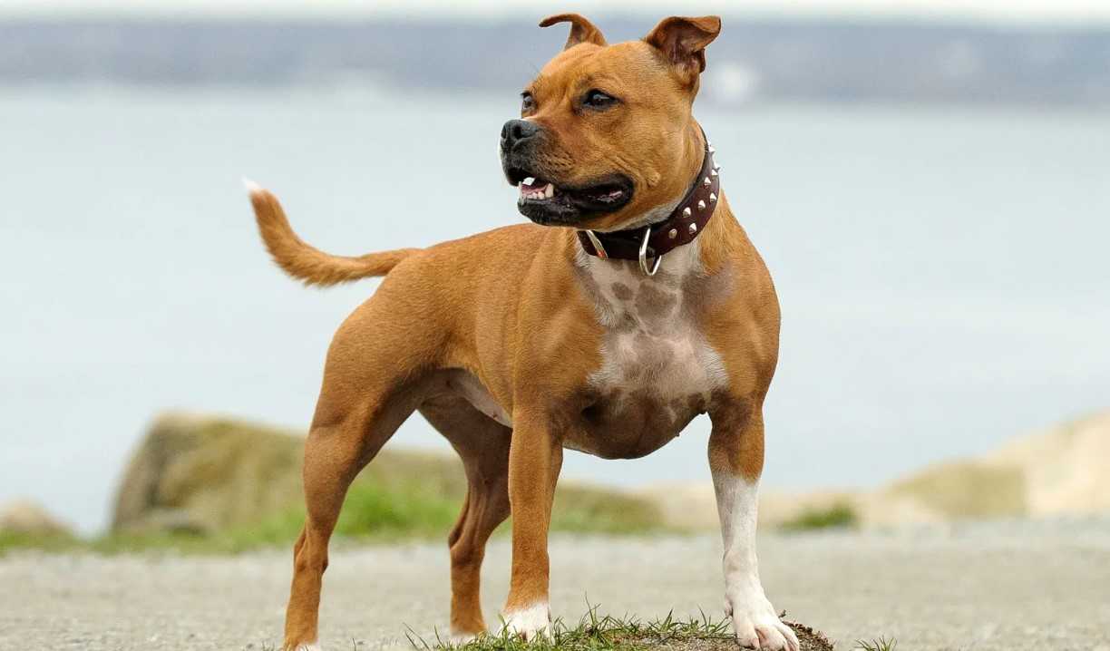 staffordshire bull terrier