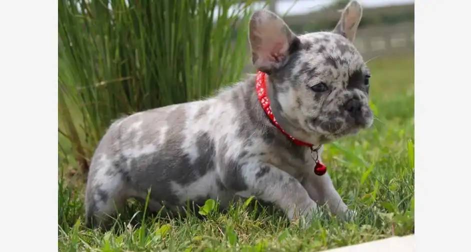 white blue fluffy french bulldog image