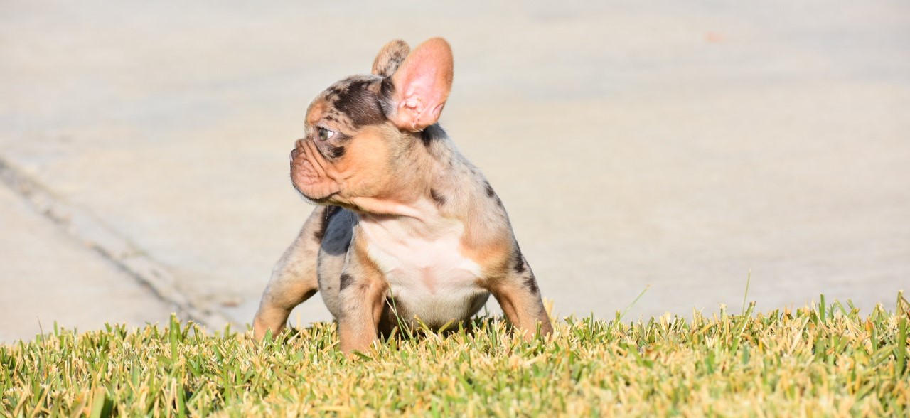 Rojo fluffy french bulldog