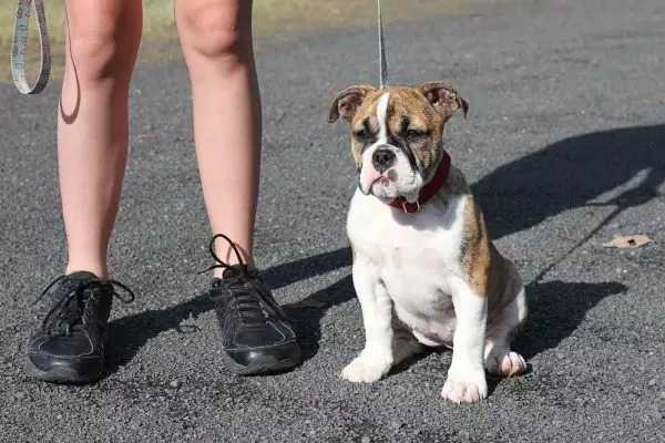 australian bulldog behaviour with kids