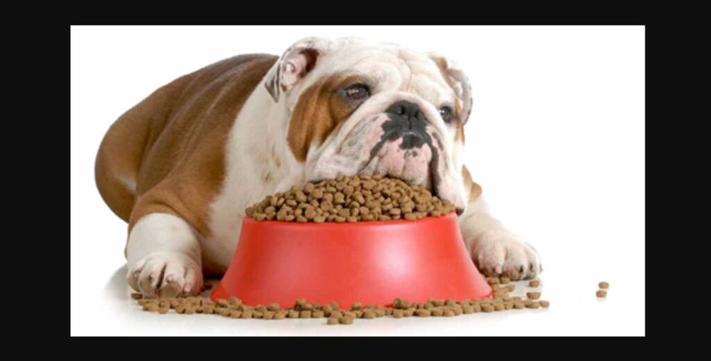 australian bulldog diet