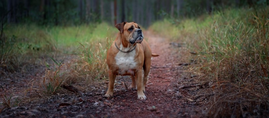 australian bulldog overview