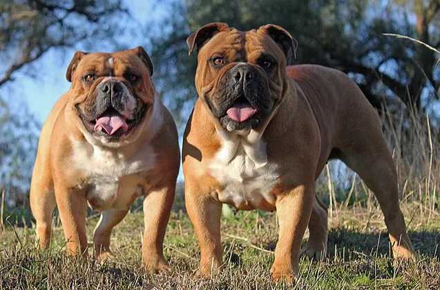 australian bulldog overview