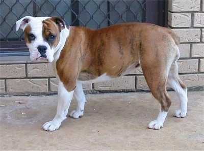 australian bulldog price