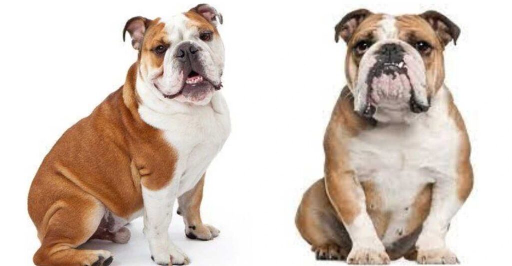 australian bulldog vs english bulldog