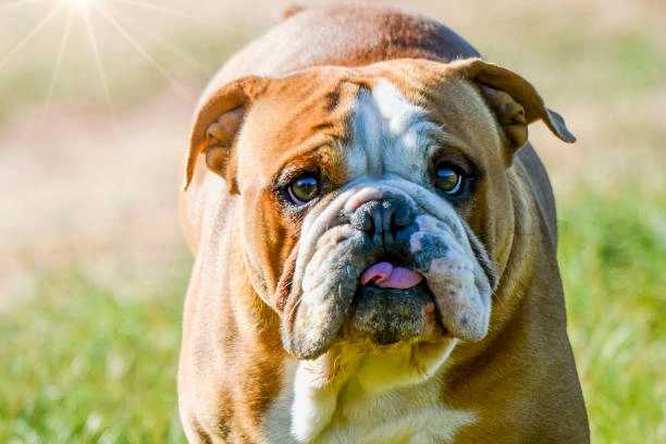 australiian bulldog facts