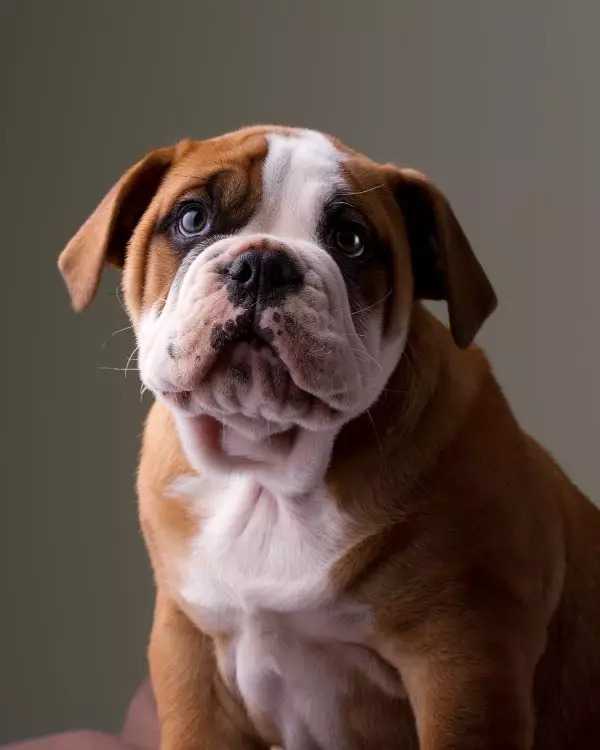 Gene of Australian Bulldog