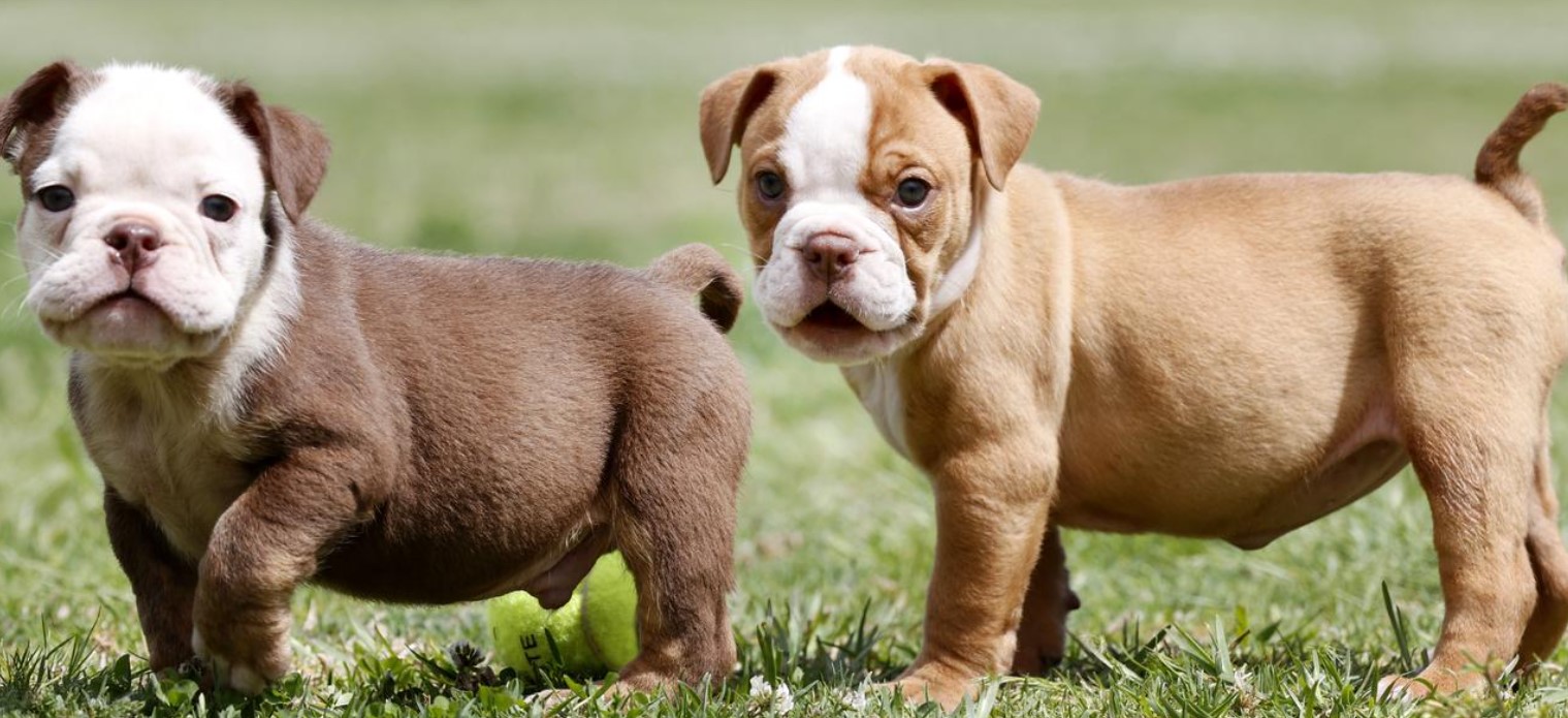 nicknames of Australian Bulldog