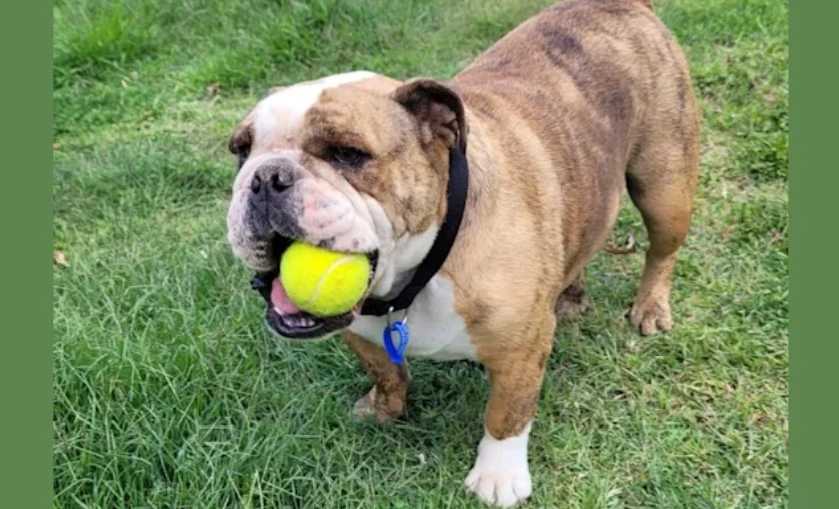 australian bulldog training