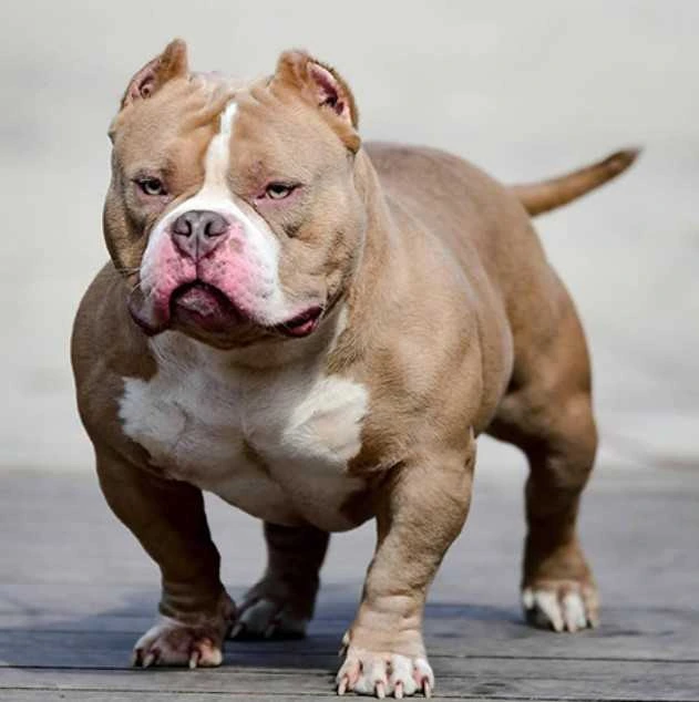 American Bully Behaviour