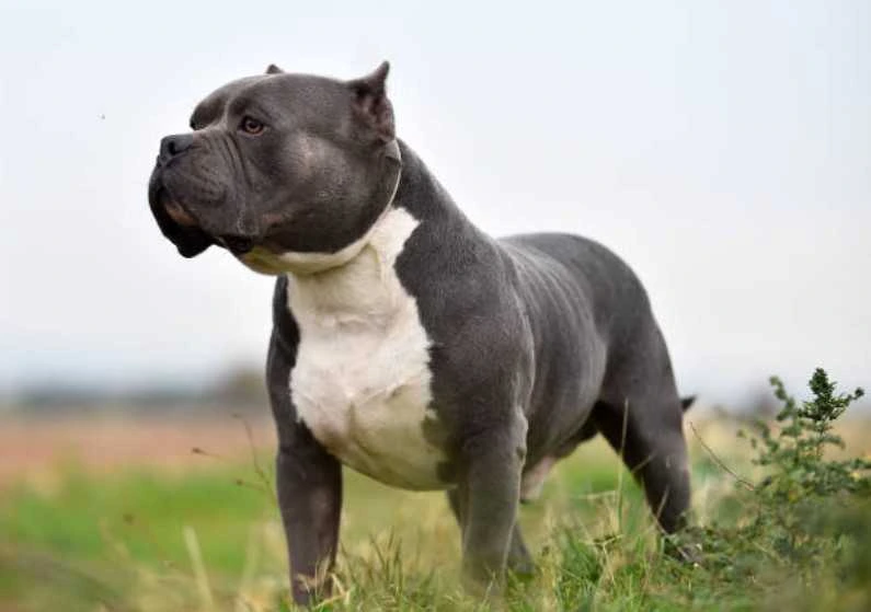 American Bully Intelligence level