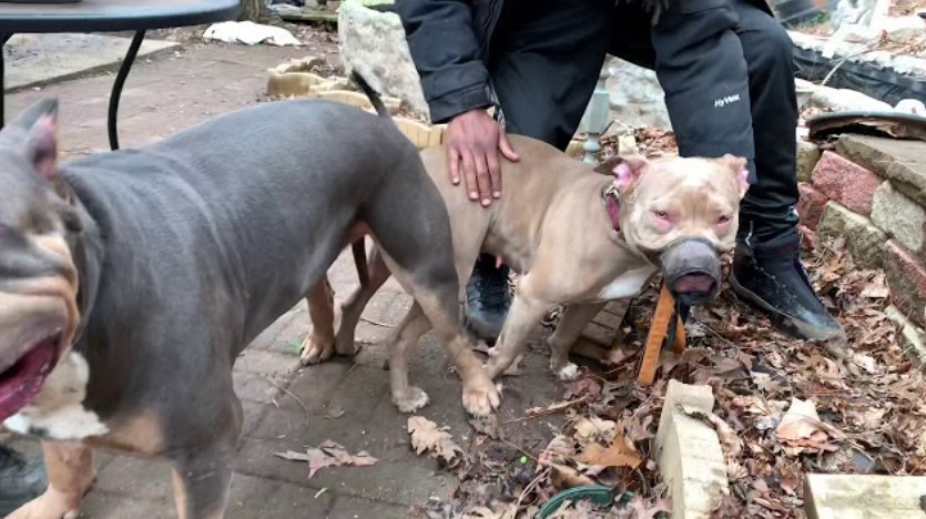 American Bully mating