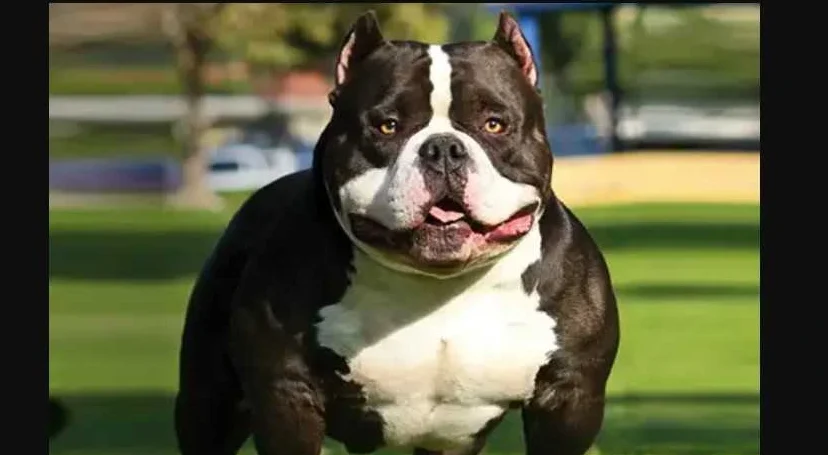 American Bully overview