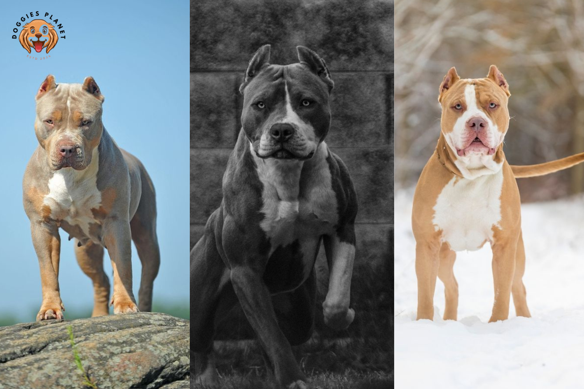 American Bully