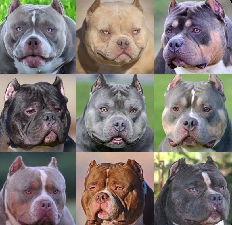 Different Colours of American Bully