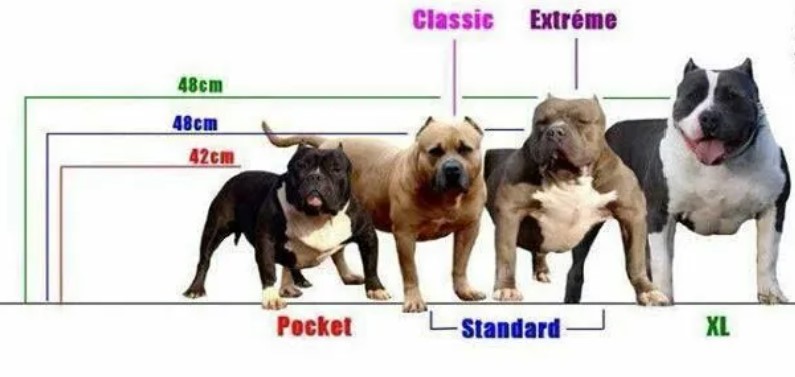 Different sizes of American Bully