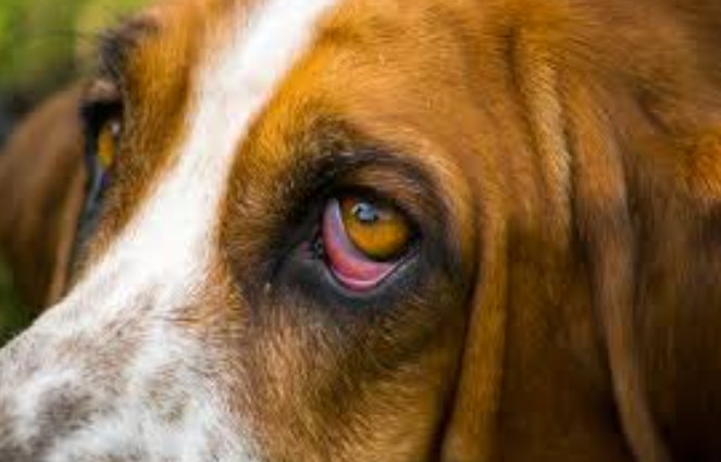 Ectropion in dogs