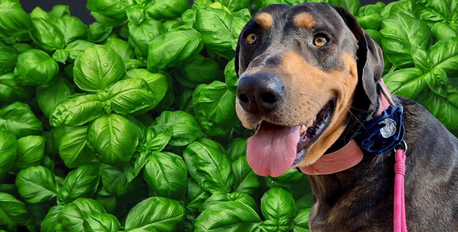 Is Basil safe for Dogs