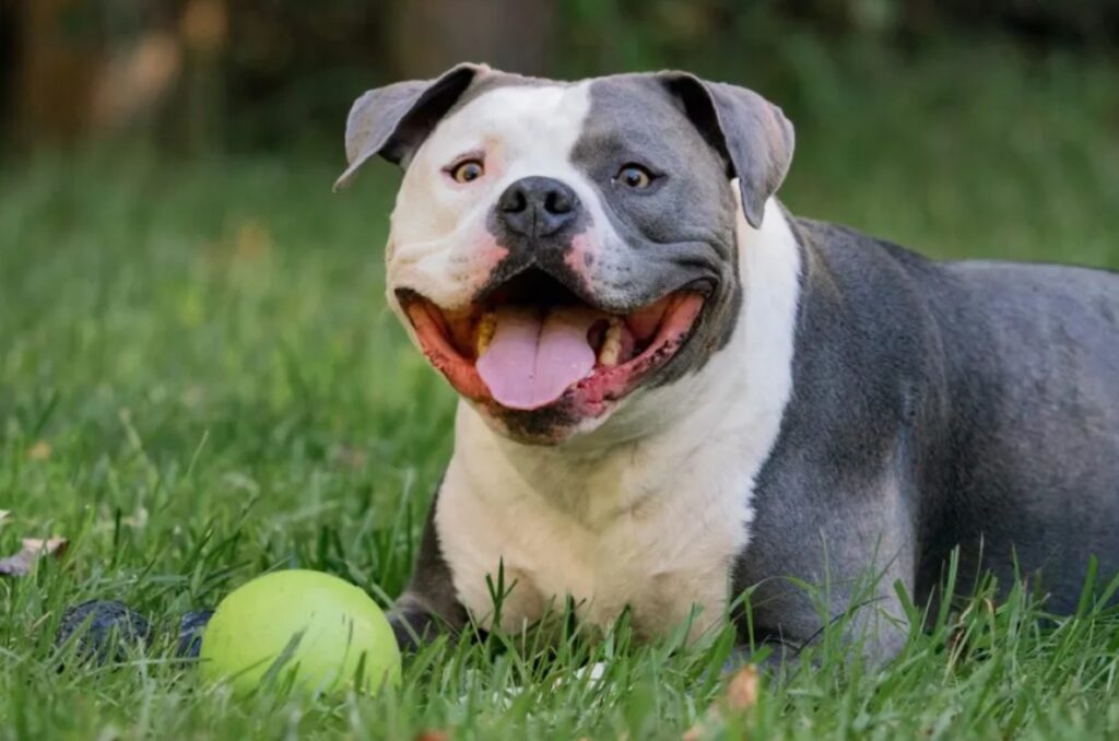 Training American Bully