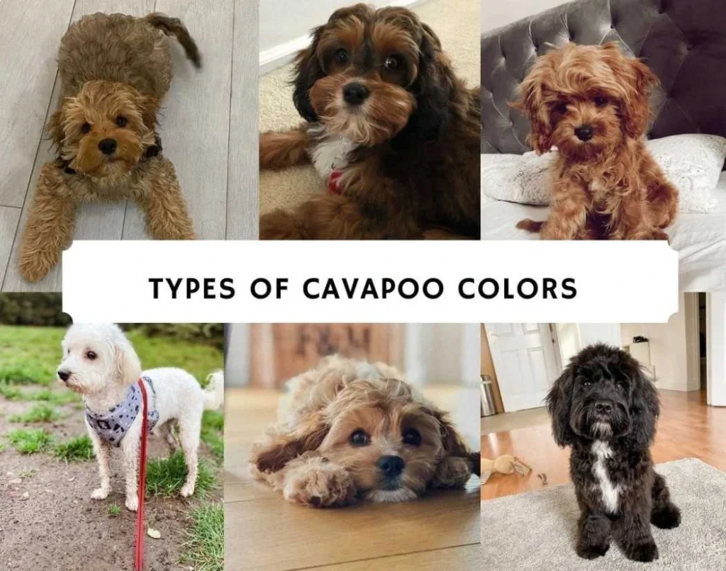 Types of Cavapoo