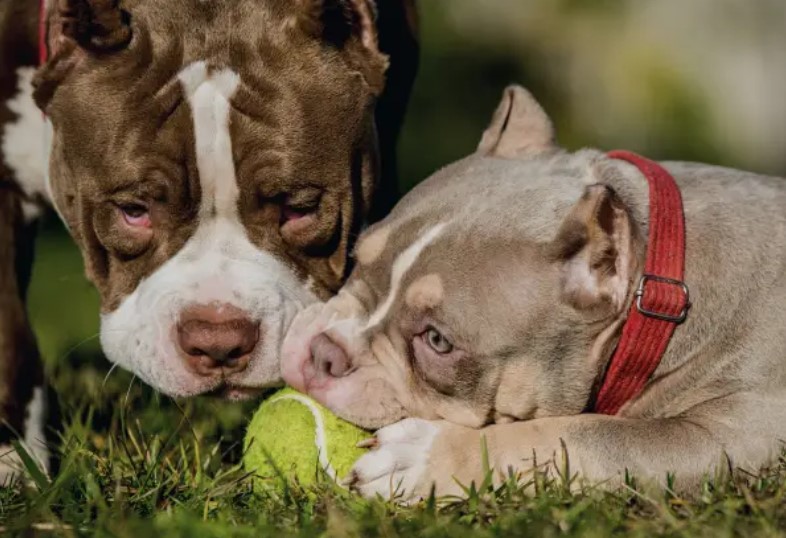 American Bully behaviour with other pets