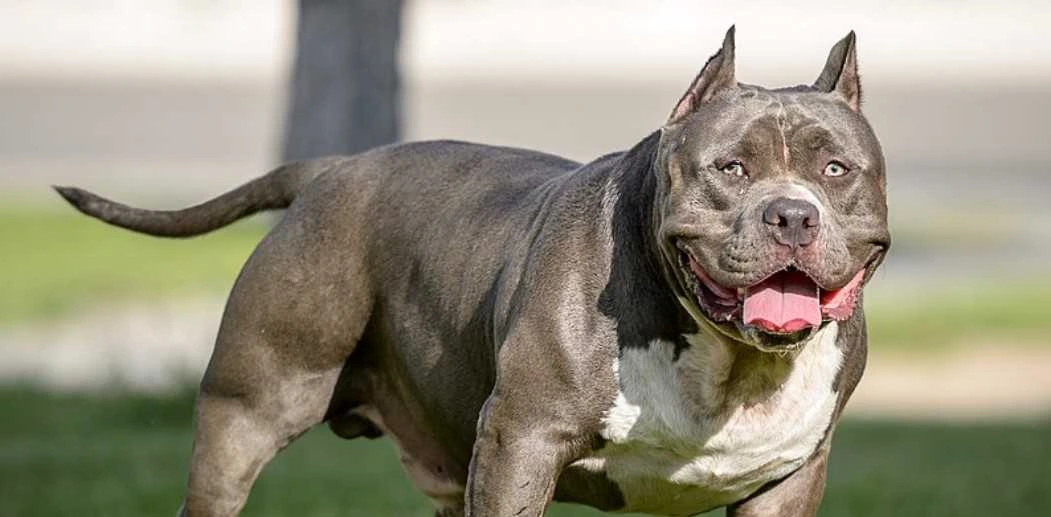 American Bully History