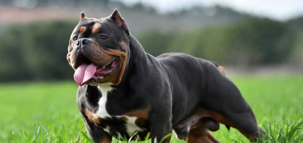 American Bully Genetics