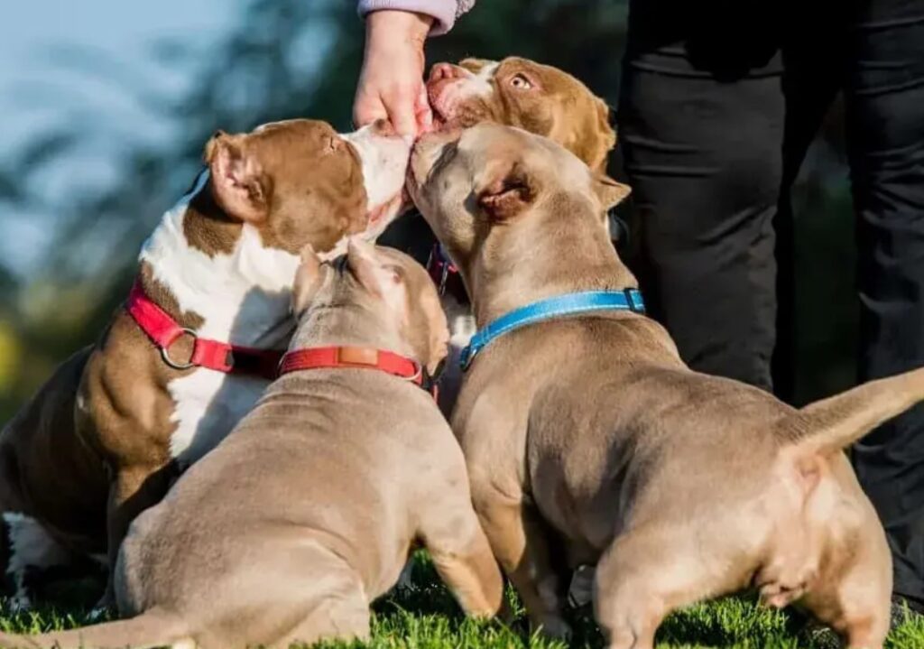 American Bully grooming