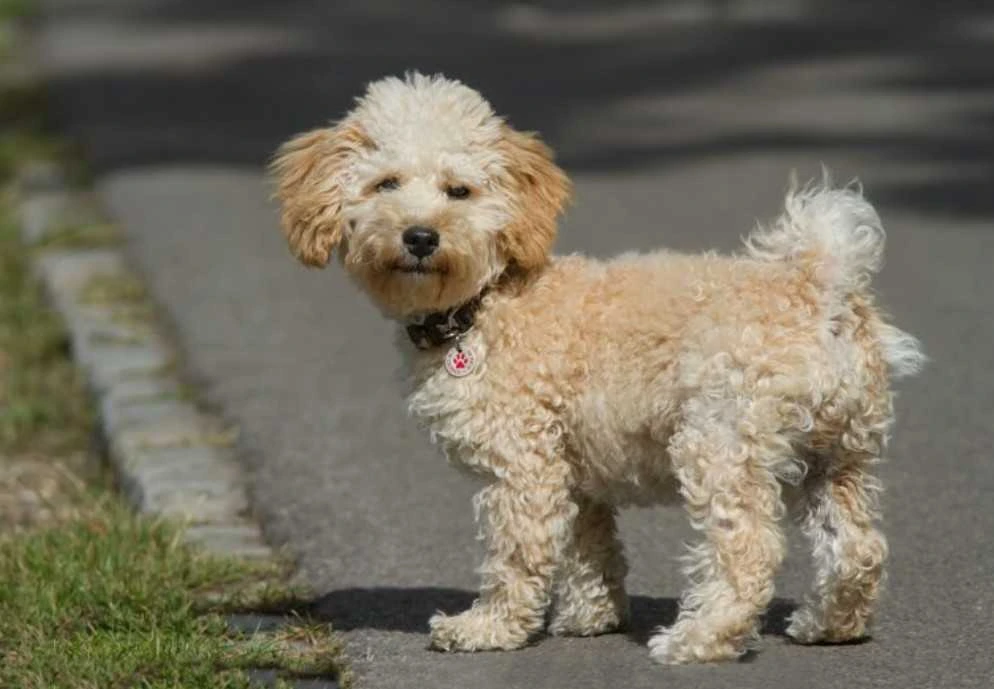 cavapoo appearance