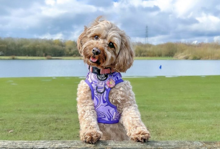 cavapoo attention and affection