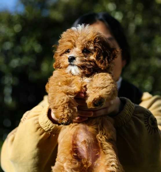 cavapoo behaviour with kids