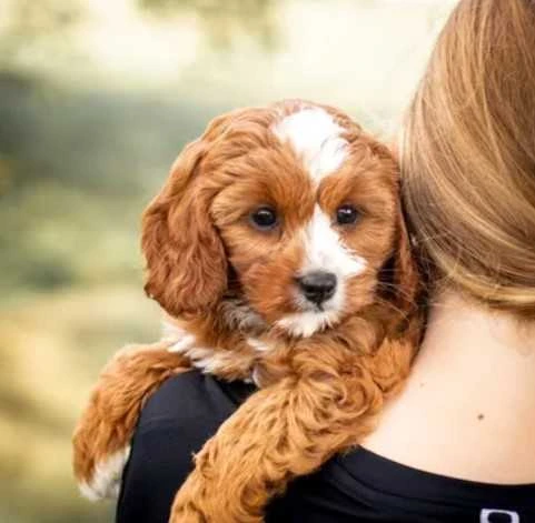 cavapoo breeders