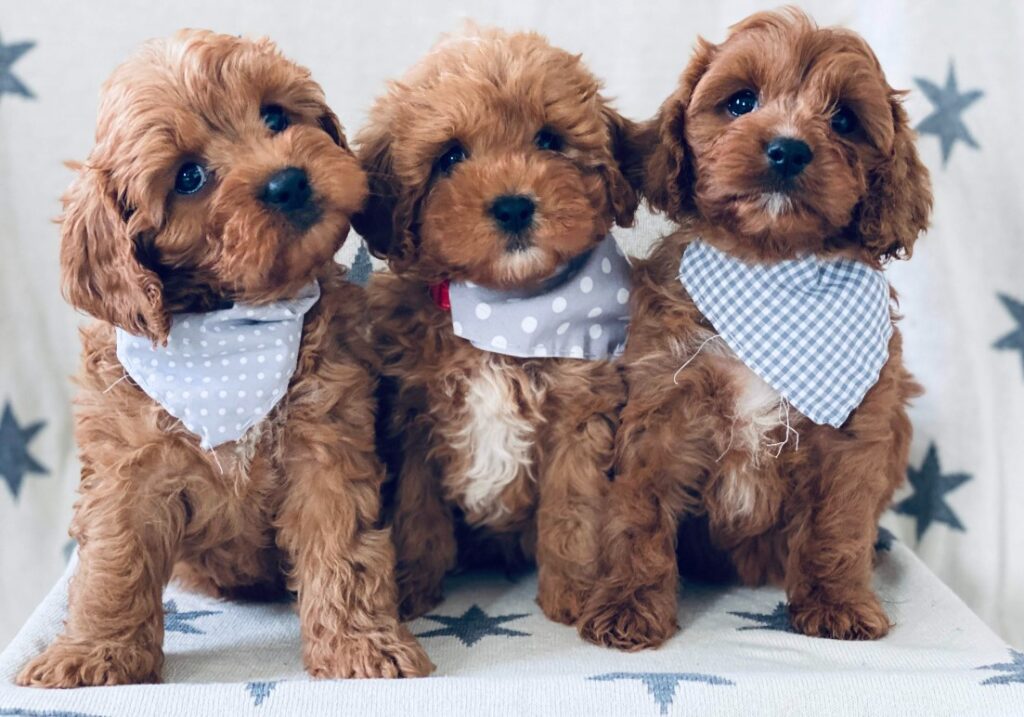 cavapoo dog breed