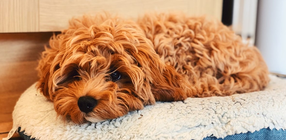 cavapoo dog