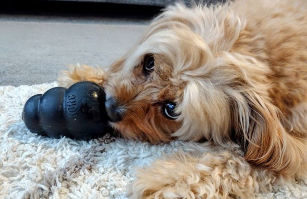 cavapoo exercise