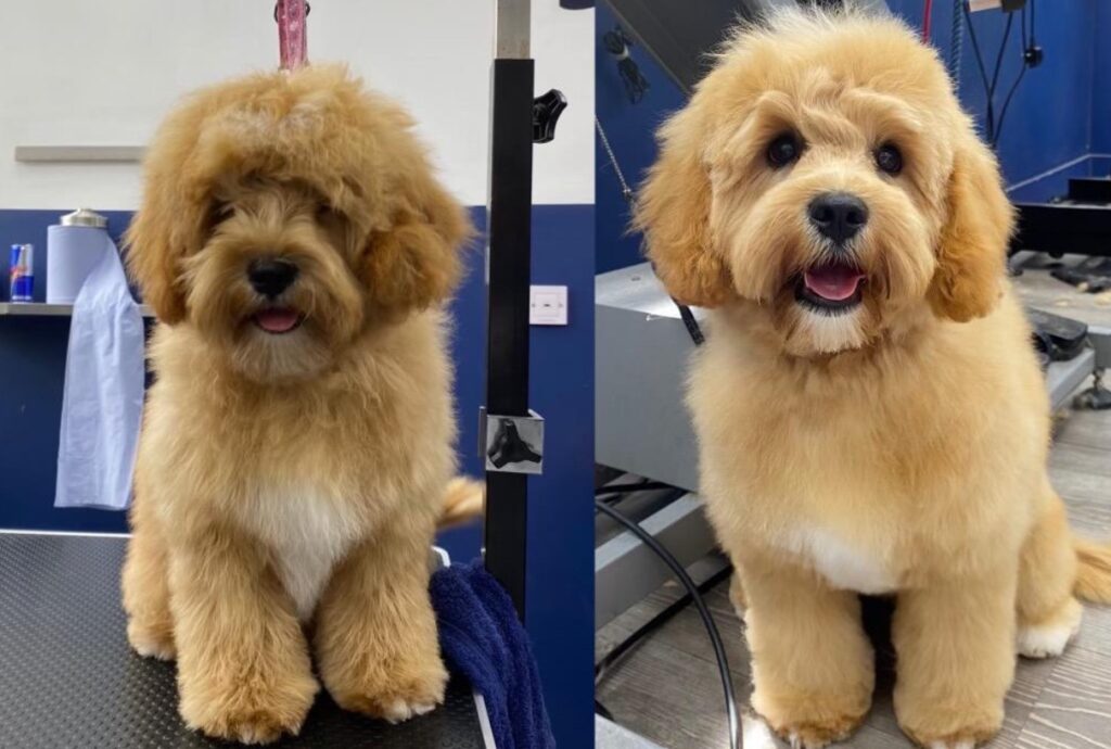 cavapoo grooming