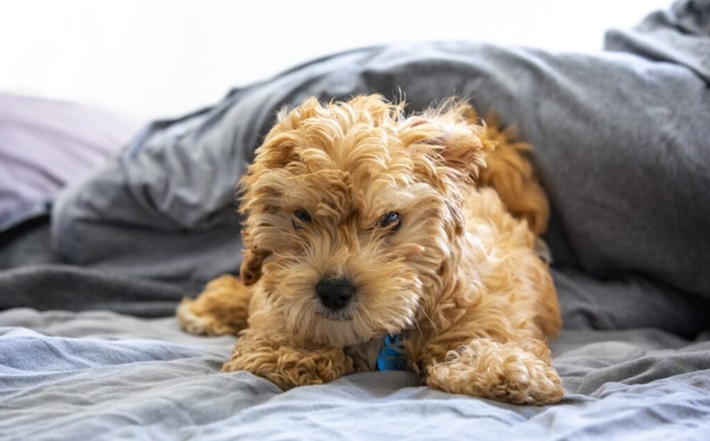 cavapoo health issues