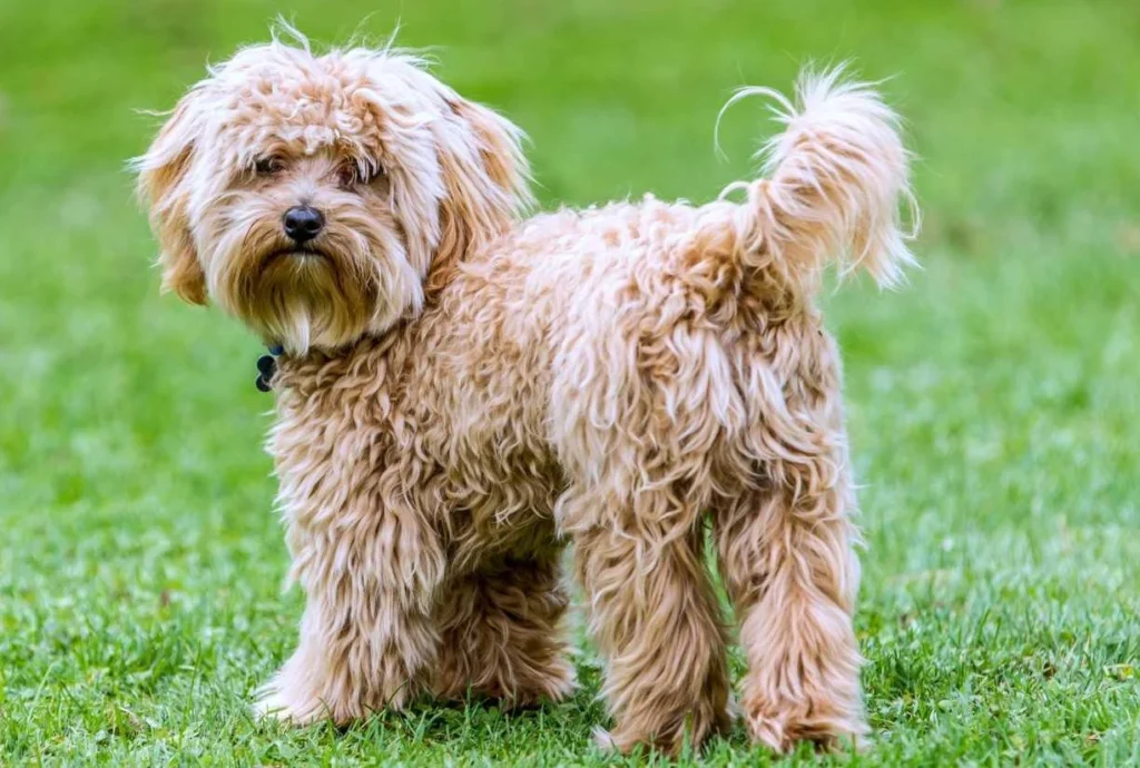 cavapoo overview