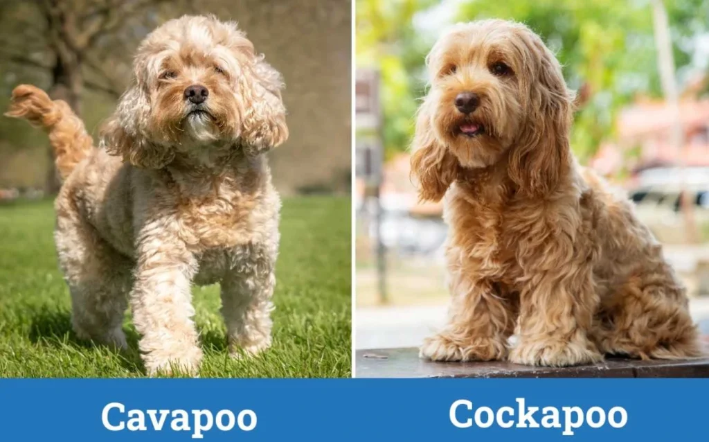 cavapoo vs cockapoo