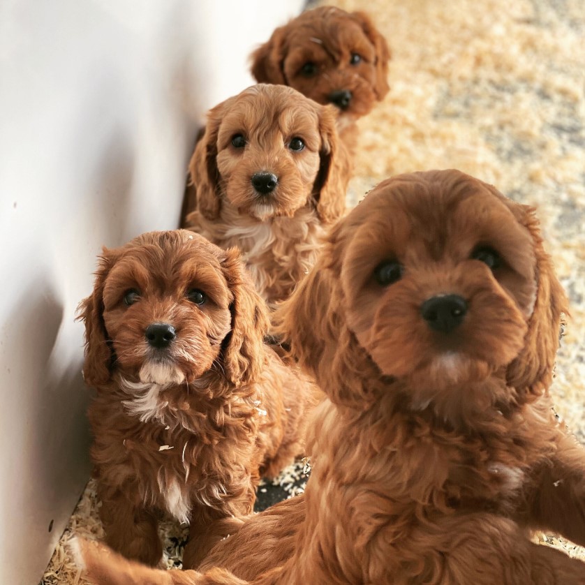 cute cavapoo dogs